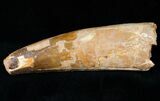 Spinosaurus Tooth - Very Large #12464-1